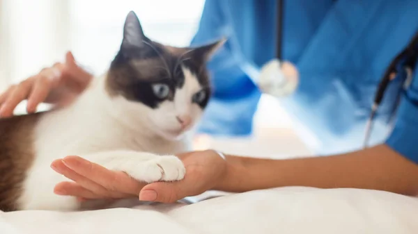 Pet Veterinary Checkup Closeup Cat Giving Paw Touching Veterinarian Docs — Stock Photo, Image