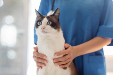 Hayvan Sağlığı Kontrolü. Evcil kediye bakan veteriner iğnesi, veteriner kliniğindeki kedi hastaya sarılma. Tanımlanamayan Doktor Evdeki Hayvanı Kucaklıyor ve Sorguluyor