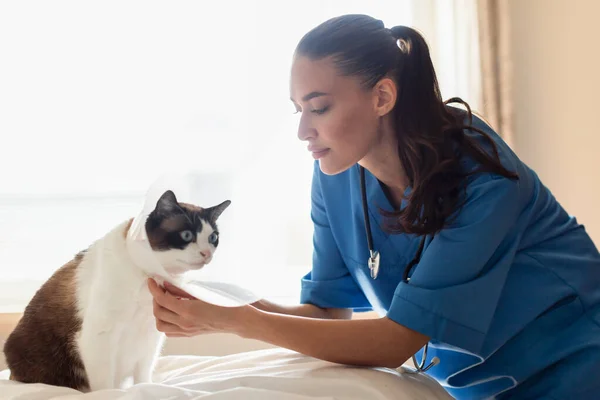 Veterinarian Doctor Lady Putting Adjustable Medical Collar Cat Veterinary Clinic — Stock Photo, Image