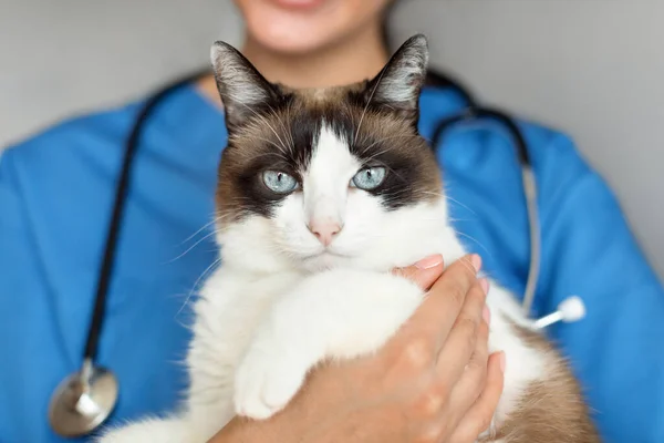 Veterinary Checkup Closeup Portrait Healthy Domestic Cat Veterinarians Hands Gray — Stock Photo, Image