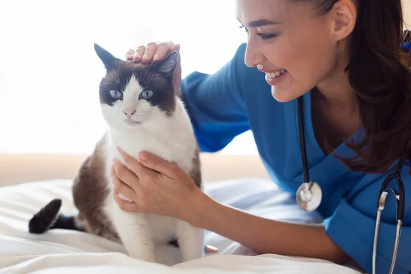 獣医師の笑顔訪問中に猫を慰める獣医師室内 予約時に細かい患者を撫でる 定期検査中に医師と猫の絆をチェック — ストック写真