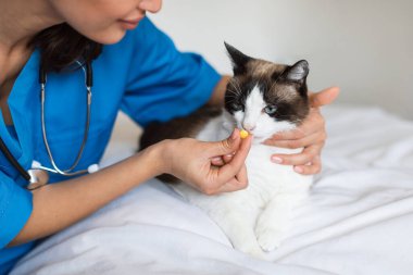 Beslenme Danışmanlığı. Veteriner kadın kedi hastasına ilaç veriyor, veteriner kliniğindeki hasta kediyi tedavi ediyor, yakın plan. Evcil hayvanlar için vitamin takviyesi ve ilaç. Kırpılmış Vuruş