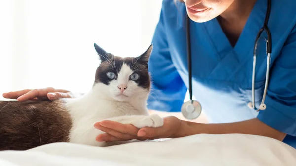 Pet Health Care Doctor Veterinarian Woman Treating Domestic Cat Patient — Stock Photo, Image