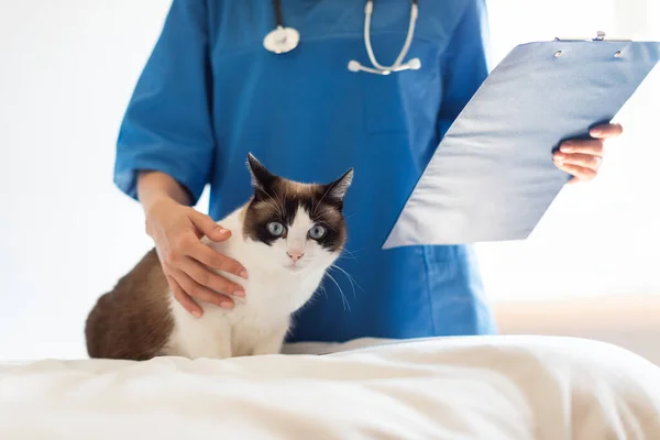 Hayvan Sağlığı Kontrolü Veteriner Doktor Kadın Bir Kediyi Kapalı Veteriner — Stok fotoğraf