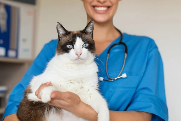 Cat Veterinary. Veterinarian Nurse Lady Holding Fluffy Feline Pet Standing In Recovery Room At Vet Surgery Clinic Indoor. Medical Checkup For Domestic Animal Concept. Cropped Shot