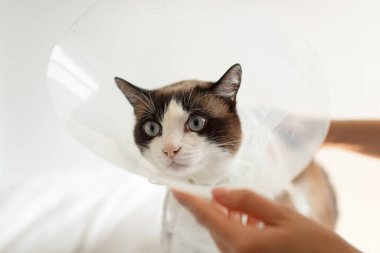 Ameliyat sonrası veterinerlik tedavisi. Veteriner kadın kediye tıbbi tasma takıyor, modern veteriner kliniğinde evcil hayvan tedavi ediyor. Bir konisi olan bir kedi hastanın yakın plan fotoğrafı.