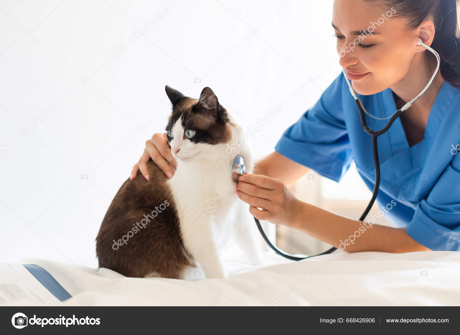 Veterinary Checkup Veterinarian Lady Checking Heart Health