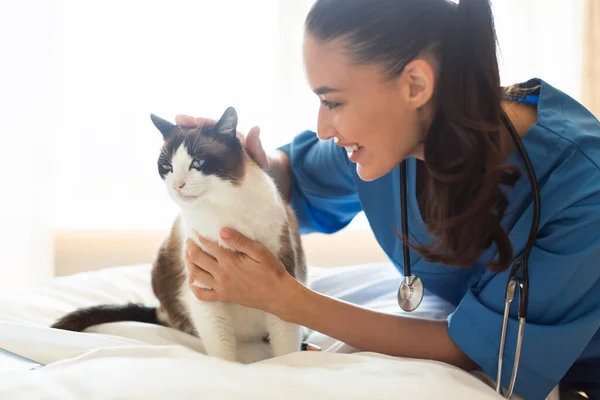 Проверка Здоровья Домашних Животных Заботливая Ветеринарная Леди Осматривает Успокаивает Кошку — стоковое фото