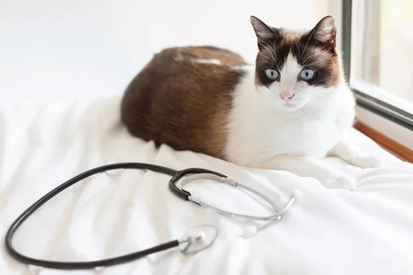 Pet Health Checkup Cat Lying Doctors Stethoscope Waiting Appointment Veterinarian — Stock Photo, Image