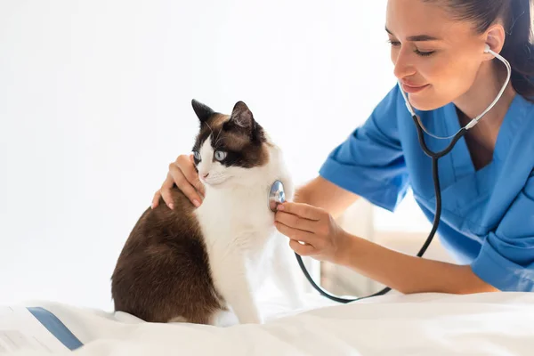 Veterinerlik Kontrolü Veteriner Kadın Kalp Sağlığı Teşhisini Kontrol Ediyor Evcil — Stok fotoğraf