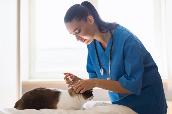 獣医インジェクション ワクチン 麻酔薬 抗生物質薬を家庭用猫に室内で注射する医師 ペットワクチン接種と医療処置コンセプト — ストック写真