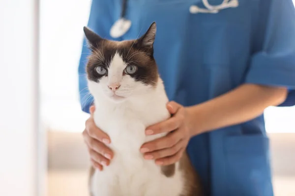 Salud Bienestar Mascotas Enfermera Veterinaria Sosteniendo Gato Durante Visita Clínica —  Fotos de Stock