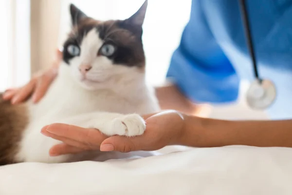 Veterinarian Domestic Cat Holding Hand Paw Together Showing Trust Bond — Stock Photo, Image