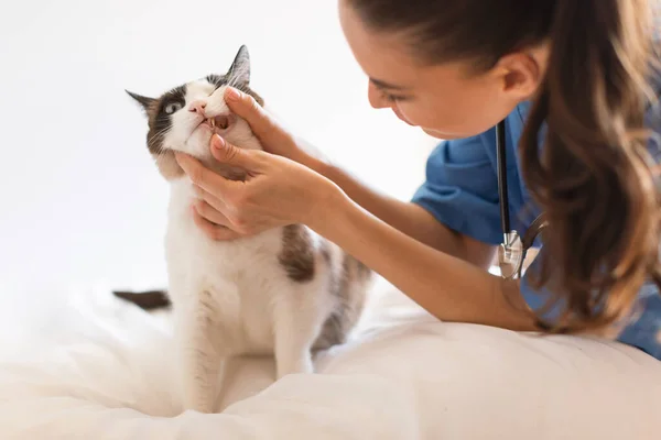 Dental Examination Nurse Lady Veterinary Clinic Inspecting Cats Teeth Oral — Stock Photo, Image