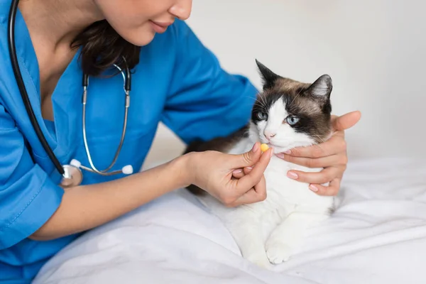 Vet Medication Treatment Cropped Shot Veterinarian Woman Giving Cat Prescribed — Stock Photo, Image