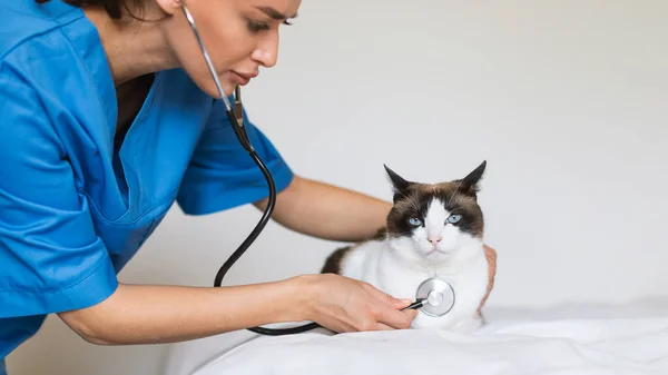 Veterinary Clinic Advertisement Nurse Woman Putting Stethoscope Dometic Cat Listening — Stock Photo, Image
