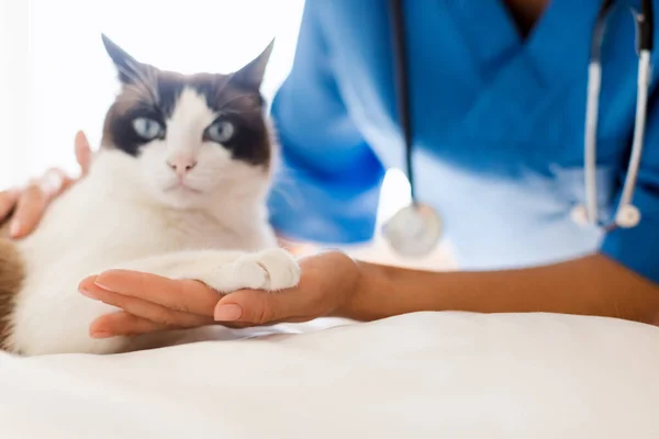 클리닉 실내에서 수의사에게 파우를주는 고양이의 카메라를보고 수의사 전문가 개념을 방문하십시오 — 스톡 사진