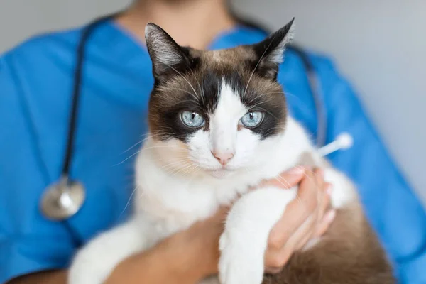 Veterinary Check Cropped Shot Nurse Woman Holding Domestic Cat Vet — Stock Photo, Image