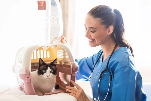 Professional Pet Care Veterinarian Doctor Woman Opening Carrier Domestic Cat — Stock Photo, Image