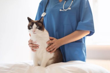 Veteriner ziyareti. Modern Hayvan Kliniği 'nde, Cat' in Normal Sağlık Bakımında Tanımlanamayan Veteriner Pozisyonu, kırpılmış. Profesyonel veteriner Hayvanlara Bakım ve Sağlık Bakımı