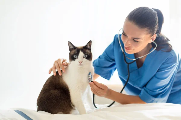 Veterinary Cardiology Nurse Woman Vet Cinic Conducting Routine Heart Health — Stock Photo, Image