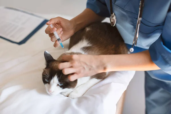 宠物治疗 兽医医生在动物诊所的室内给猫注射药物治疗疾病 宠物防疫注射及健康护理概念 — 图库照片