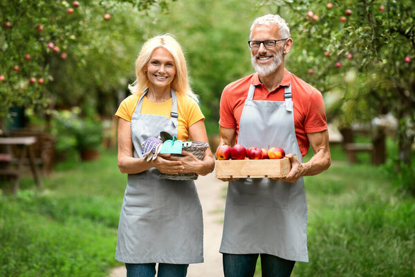 Happy mature couple holding wooden crate with red ripe apples while standing in orchard, cheerful senior spouses wearing aprons carrying box with organic fruit and smiling, enjoying harvesting season