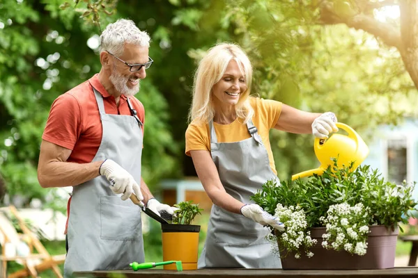 Emeklilik Hobileri Bahçedeki Saksı Çiçeklerini Tazeleyen Mutlu Olgun Bir Çift — Stok fotoğraf