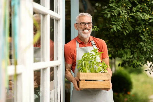 ハンサムな成熟した男性の庭師の肖像画 温室の外のクレートに植物を運ぶ エプロンを着て幸せな農夫 緑とカメラで笑顔のボックスを抱えています 庭で働くことを楽しむ — ストック写真