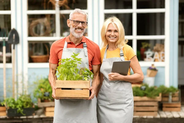Portrait Of Happy Mature Greenhouse Owners Couple Posing Outdoors Together, Smiling Senior Man Holding Crate With Potted Greens And Woman Holding Digital Tablet, Farmer Spouses Standing Near Own Cafe