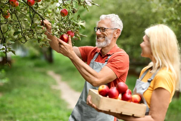 果樹園でリンゴを収穫する幸せなシニアカップルの肖像画 笑顔の成熟した配偶者 エプロンを着用 庭の木から熟した赤い果実を選ぶ 木枠を保持している女性 選択的な焦点 — ストック写真