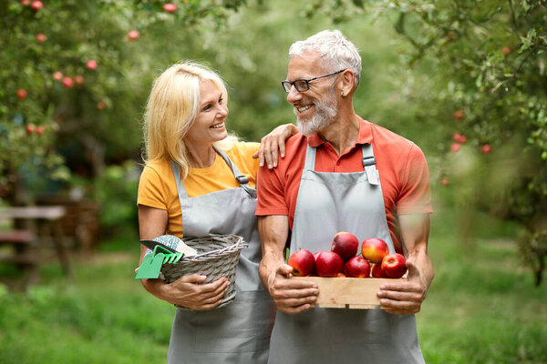 Gardening Concept. Happy Mature Spouses With Crate Of Apples Walking In Orchard, Senior Farmers Couple Wearing Aprons Carrying Box With Fruits And Smiling To Each Other, Enjoying Harvesting Season