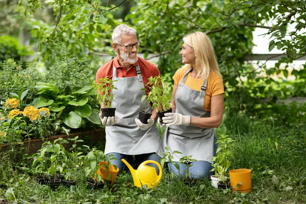 Happy senior couple gardening, tending to plants and smiling to each other, loving mature spouses in aprons kneeling while working together in garden, enjoying retirement lifestyle, copy space