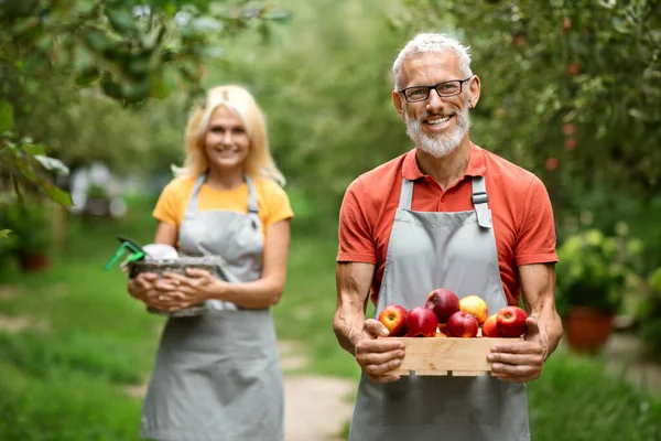 Happy Mature Farmers Couple Walking In Orchard With Crate Full Of Apples, Senior Man And Woman In Aprons Carrying Box With Ripe Fruits After Picking, Enjoying Harvesting Season, Smiling At Camera