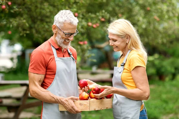 Autumn Gardening Concept. Happy Mature Farmers Couple Choosing Ripe Apples From Crate After Harvesting, Smiling Senior Gardeners Wearing Aprons Standing In Fruit Orchard, Enjoying Picking Season