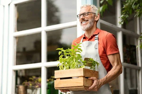 Handsome Mature Gardener Man Carrying Crate With Plants Outdoors, Smiling Elderly Gentleman Wearing Apron Holding Potted Greens, Going To Work In Backyard Garden, Enjoying Planting, Free Space