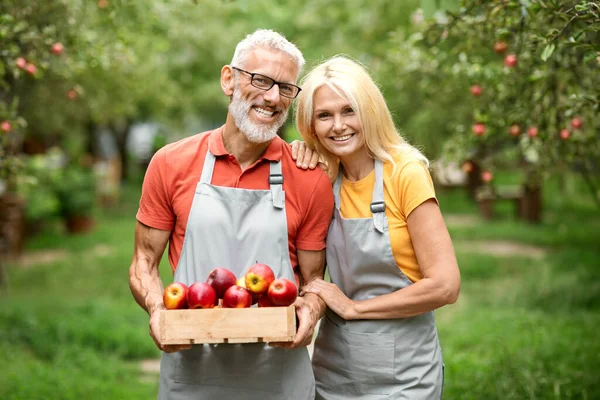 Portrait of happy senior couple holding crate full of apples while standing in fruit orchard, cheerful mature spouses wearing aprons smiling at camera, enjoying harvest and picking season, copy space