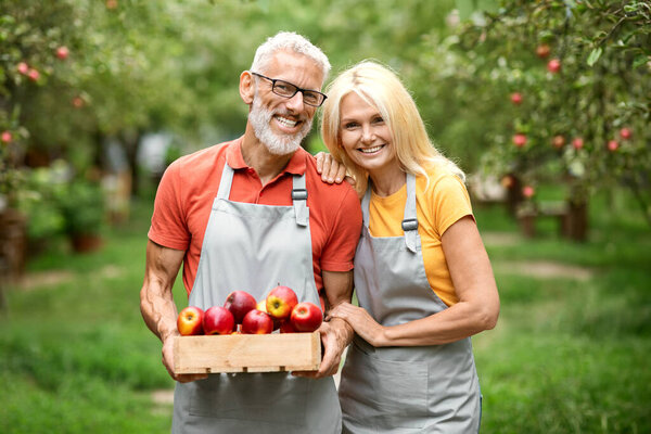 Portrait of happy senior couple holding crate full of apples while standing in fruit orchard, cheerful mature spouses wearing aprons smiling at camera, enjoying harvest and picking season, copy space