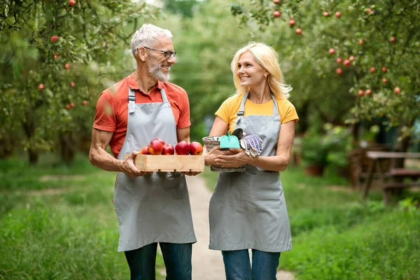 Farming Concept. Happy Mature Farmer Spouses Walking In Fruit Orchard Together, Cheerful Senior Couple Wearing Aprons Holding Crate With Ripe Apples And Smiling To Each Other, Enjoying Harvesting