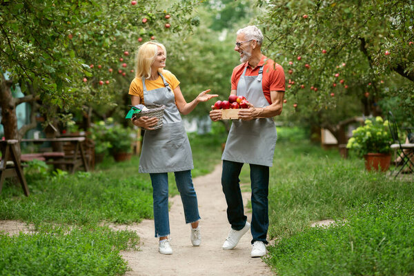 Happy Mature Farmer Spouses Walking In Orchard With Crate Of Apples After Harvesting, Smiling Cheerful Senior Couple Wearing Aprons Chatting While Having Walk In Their Garden, Enjoying Eco Farming
