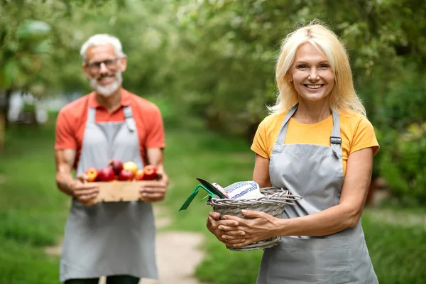Smiling Older Farmers Couple Standing In Fruit Orchard After Harvesting, Happy Older Man And Woman Wearing Aprons Holding Crate Full Of Apples And Gardening Tools, Enjoying Picking Season