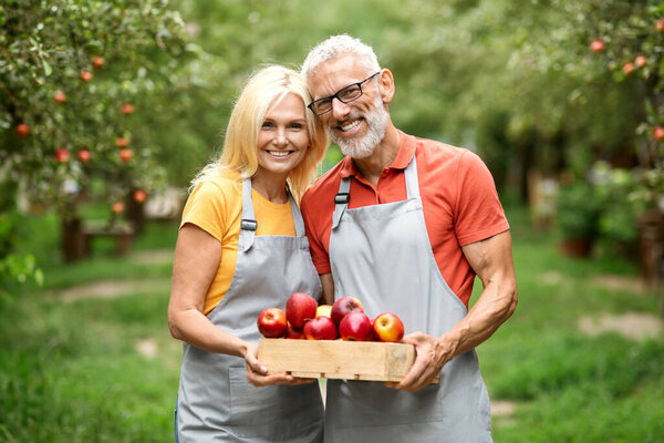 Happy Beautiful Senior Spouses Holding Crate With Ripe Apples After Picking, Cheerful Mature Man And Woman Wearing Aprons Posing In Fruit Orchard Together, Enjoying Harvesting Season, Free Space
