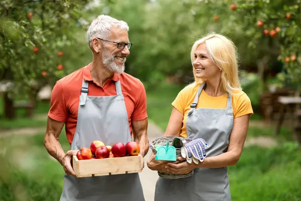 Portrait Of Happy Mature Farmer Spouses Walking In Fruit Orchard Together, Loving Senior Man And Woman Wearing Aprons Holding Crate With Ripe Apples And Smiling To Each Other, Enjoying Gardening