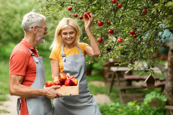 Harvesting Concept. Happy Senior Spouses Picking Ripe Apples From Tree In Their Orchard, Smiling Mature Man And Woman Wearing Aprons Putting Fruits To Crate, Enjoying Gardening Together, Copy Space