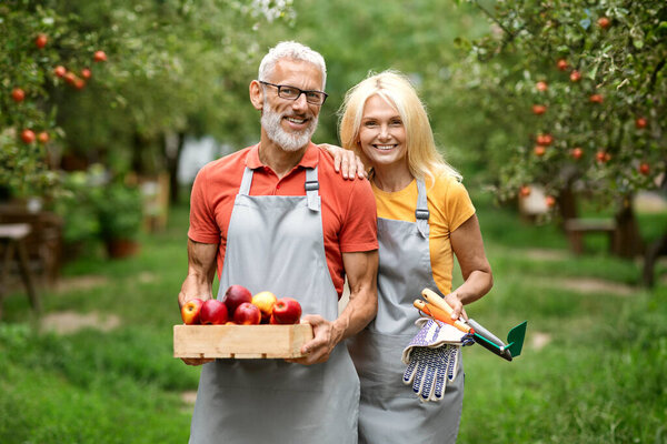 Harvesting Season. Happy Smiling Mature Spouses Holding Crate With Apples And Gardening Tools, Cheerful Senior Man And Woman Wearing Aprons Carrying Box With Ripe Picked Fruits And Looking At Camera