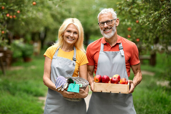 Eco-Farming Concept. Smiling senior spouses posing in own orchard, happy elderly man and woman wearing aprons holding wooden crate with red ripe apples and gardening tools, enjoying harvesting season