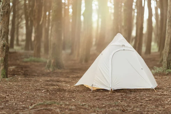 Палаточный Пикник Холодном Осеннем Лесу Солнце Путешествий Экотуризма Открытом Воздухе — стоковое фото