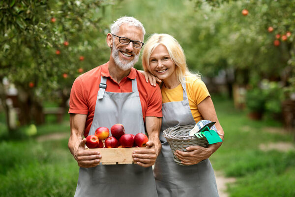 Portrait Of Happy Mature Couple Posing In Fruit Orchard With Crate Full Of Apples, Cheerful Senior Spouses Wearing Aprons Embracing And Smiling At Camera, Enjoying Harvesting Season, Copy Space