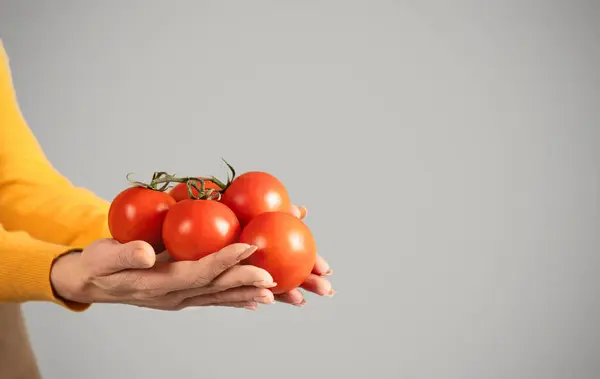 Mãos Agricultor Sênior Segurar Tomates Vermelhos Desfrutar Colheita Ecológica Isolado — Fotografia de Stock