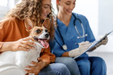 Kadın sahibi, veteriner Jack Russell Terrier ile veteriner ofisinde gülümserken, veteriner, evcil hayvan sahibi ve doktor arasında bakım ve güven anı yakalıyor.
